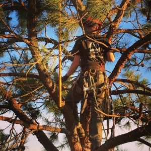 Tree Service of Charlottesville Image